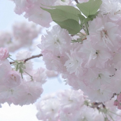 兽设幻想物种设计福瑞交流群